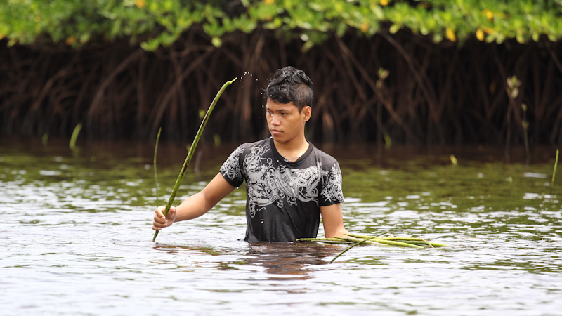 Freiwilliger bei Mangrovenpflanzung auf den Philippinen in MISEREOR-Projekt